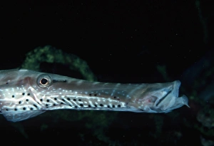 Trumpetfish, detail of head (Aulostomus sp.) Trumpetfish, detail of head (Aulostomus sp.)