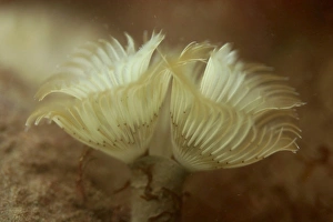 Tubeworm with feathery filter system in use. UK (RR) Tubeworm with feathery filter system in use. UK (RR)