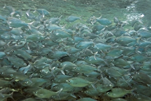 Underwater Scenes in Honolua Bay on the northwest side of Maui, Hawaii, USA. Pacific Ocean Underwater Scenes in Honolua Bay on the northwest side of Maui, Hawaii, USA. Pacific Ocean