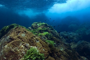 Underwater substrate, St. Peter and St. Pauls rocks, Brazil, Atlantic Ocean Underwater substrate, St. Peter and St. Pauls rocks, Brazil, Atlantic Ocean