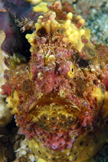 Warty frogfish, Antennarius maculatus, head detail, Gato Island, Northern Cebu, Philippines (Visayan) Warty frogfish, Antennarius maculatus, head detail, Gato Island, Northern Cebu, Philippines (Visayan)