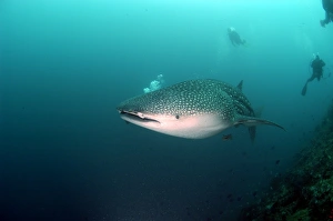 Whale Shark (Rhincodon typus). Malaysia (RR) Whale Shark (Rhincodon typus). Malaysia (RR)