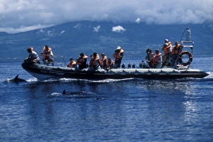 Whale-watchers and Atlantic Spotted Dolphins (Stenella frontalis). Azores, Portugal, Atlantic Whale-watchers and Atlantic Spotted Dolphins (Stenella frontalis). Azores, Portugal, Atlantic