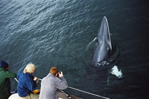 Whale watchers eye to eye with an inquistive Minke whale (Balaenoptera acutorostrata) associating with their boat Whale watchers eye to eye with an inquistive Minke whale (Balaenoptera acutorostrata) associating with their boat