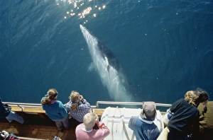 Whale-watchers leaning over a Minke whale (Balaenoptera acutorostrata), which has stopped Whale-watchers leaning over a Minke whale (Balaenoptera acutorostrata), which has stopped