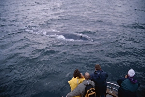 Whale-watchers photographing a Blue whale (Balaenoptera musculus) as it surfaces, showing interest in the boat Whale-watchers photographing a Blue whale (Balaenoptera musculus) as it surfaces, showing interest in the boat