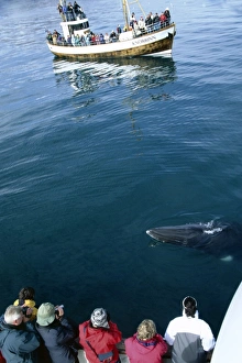 Two whale watching boats at rest with a minke whale (Balaenoptera acutorostrata) lying on the surface between them Two whale watching boats at rest with a minke whale (Balaenoptera acutorostrata) lying on the surface between them