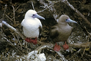 White and brown red-footed boobies forms together. (Sula sula). Genovesa Island, Galapagos, Ecuador White and brown red-footed boobies forms together. (Sula sula). Genovesa Island, Galapagos, Ecuador