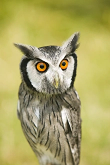 A White Faced Owl with a surprised expression on its face A White Faced Owl with a surprised expression on its face