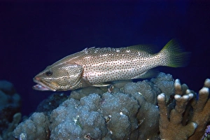 White-lined grouper, Anyperodon leucogrammicus, with mouth open, Rongelap, Marshall Islands, Micronesia White-lined grouper, Anyperodon leucogrammicus, with mouth open, Rongelap, Marshall Islands, Micronesia