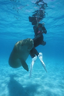 Wild Dugong (Dugong dugong) playing with snorkeler. Kota Kinabalu, Sabah, Malaysia Wild Dugong (Dugong dugong) playing with snorkeler. Kota Kinabalu, Sabah, Malaysia