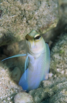 Yellow head jawfish (Opistognattus aurifrons), retreating into hole with head and fins exposed, Cayman Islands Yellow head jawfish (Opistognattus aurifrons), retreating into hole with head and fins exposed, Cayman Islands
