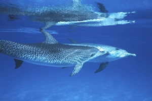 Two young Atlantic Spotted Dolphin (Stenella frontalis) at play underwater on the Little Bahama Banks Two young Atlantic Spotted Dolphin (Stenella frontalis) at play underwater on the Little Bahama Banks
