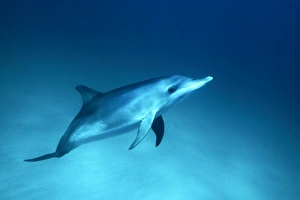 Young Atlantic Spotted Dolphin (Stenella frontalis) underwater on the Little Bahama Banks, Grand Bahama Island, Bahamas Young Atlantic Spotted Dolphin (Stenella frontalis) underwater on the Little Bahama Banks, Grand Bahama Island, Bahamas