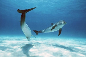 Two young Atlantic spotted dolphins. Little Bahama Bank, GB Two young Atlantic spotted dolphins. Little Bahama Bank, GB