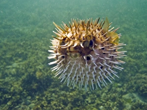 A young balloonfish (Diodon holocanthus) puffed up in a state of agitation on Isla Monseratte in the lower Gulf of A young balloonfish (Diodon holocanthus) puffed up in a state of agitation on Isla Monseratte in the lower Gulf of