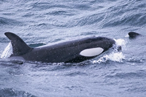 Young male Killer whale (Orcinus orca) surfacing west of Snaefellsness Peninsular, Iceland Young male Killer whale (Orcinus orca) surfacing west of Snaefellsness Peninsular, Iceland