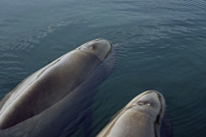 Two young Northern bottlenose whales (Hyperoodon ampullatus) resting in a loch. Isle of Skye, Scotland Two young Northern bottlenose whales (Hyperoodon ampullatus) resting in a loch. Isle of Skye, Scotland