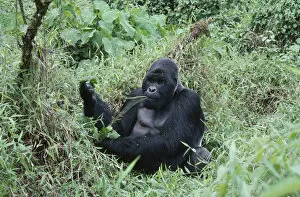 Virunga National Park Collection: 10031105