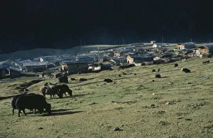 Bhutan, Merag, Sakteng District, Yaks Grazing Outside Village Bhutan, Merag, Sakteng District, Yaks Grazing Outside Village