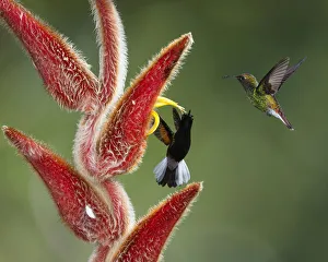 Black-bellied Hummingbird and Coppery-headed Emerald Hummingbird compete for a feeding Black-bellied Hummingbird and Coppery-headed Emerald Hummingbird compete for a feeding