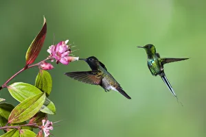 A Black-bellied Hummingbird feeds on a tropical blueberry flower while a Green Thorntail A Black-bellied Hummingbird feeds on a tropical blueberry flower while a Green Thorntail
