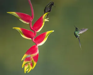 A Black-bellied Hummingbird sits on a lobster-claw heliconia while a Green Thorntail A Black-bellied Hummingbird sits on a lobster-claw heliconia while a Green Thorntail