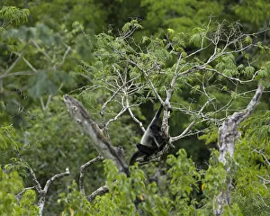 A Black-handed or Geoffroy's Spider Monkey, Tikal National Park, Guatemala A Black-handed or Geoffroy's Spider Monkey, Tikal National Park, Guatemala