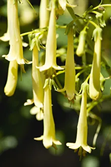 Cape cowslip, Phygelius Funfair Yellow, pendulous tubular flowers growing on a plant Cape cowslip, Phygelius Funfair Yellow, pendulous tubular flowers growing on a plant