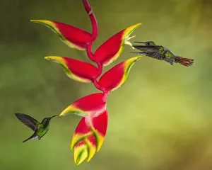 Coppery-headed Emerald and Rufous-tailed Hummingbirds Coppery-headed Emerald and Rufous-tailed Hummingbirds