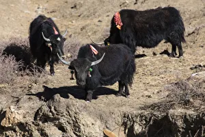 Domestic yaks identified by colorful ear tassels in Tibet Domestic yaks identified by colorful ear tassels in Tibet