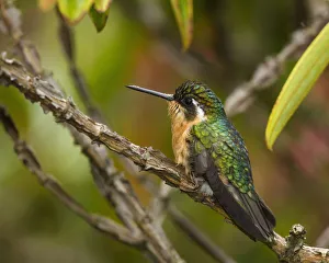 A female Grey-tailed or Gray-tailed Mountaingem Hummingbird perched on a branch in the A female Grey-tailed or Gray-tailed Mountaingem Hummingbird perched on a branch in the
