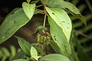 A female Rufous-tailed Hummingbird feeds one of her babies in her nest in Tortuguero A female Rufous-tailed Hummingbird feeds one of her babies in her nest in Tortuguero