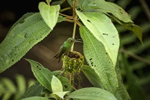 A female Rufous-tailed Hummingbird on her nest in Tortuguero National Park in Costa Rica A female Rufous-tailed Hummingbird on her nest in Tortuguero National Park in Costa Rica
