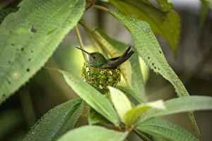 A female Rufous-tailed Hummingbird sits on her nest in Tortuguero National Park in Costa A female Rufous-tailed Hummingbird sits on her nest in Tortuguero National Park in Costa