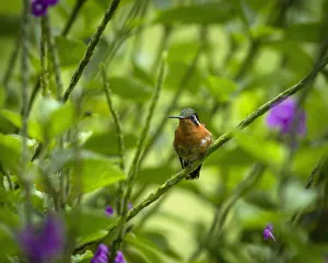 A female White-bellied Mountain-gem Hummingbird perches in a thicket of Porterweed in the A female White-bellied Mountain-gem Hummingbird perches in a thicket of Porterweed in the