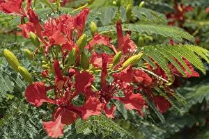 A Flame Tree in bloom in Israel A Flame Tree in bloom in Israel