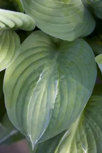 Hosta Striptease Print - Green foliage with white stripes