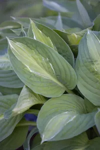 Hosta Striptease Print: Green foliage with white stripes