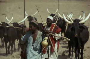 Nigeria Sahel Farming Print: Fulani Herdsmen with Longhorn Cattle