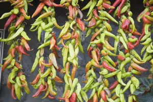 Colourful Chilies Drying Print
