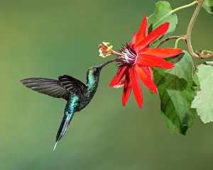 Green Hermit Hummingbird and passion flower in Costa Rica Green Hermit Hummingbird and passion flower in Costa Rica