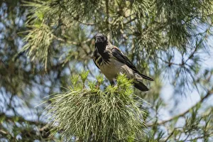 A Hooded Crow perched in a tree on the Mount of Olives in Jerusalem A Hooded Crow perched in a tree on the Mount of Olives in Jerusalem