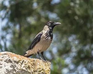 A Hooded Crow perched on a wall on the Mount of Olives in Jerusalem A Hooded Crow perched on a wall on the Mount of Olives in Jerusalem