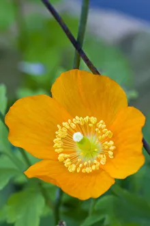 Iceland poppy, Papaver nudicaule, close-up detail of a single orange flower with yellow Iceland poppy, Papaver nudicaule, close-up detail of a single orange flower with yellow