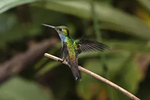 A male Blue-chested Hummingbird perched on a branch in Panama A male Blue-chested Hummingbird perched on a branch in Panama