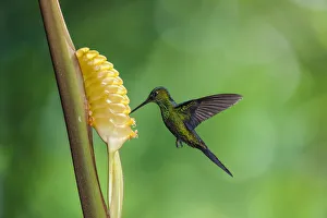A male Green-crowned Brilliant Hummingbird feeds on the flower of a Rattlesnake Plant in A male Green-crowned Brilliant Hummingbird feeds on the flower of a Rattlesnake Plant in
