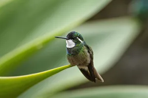 A male Grey-tailed or Gray-tailed Mountaingem Hummingbird perched on an agave leaf in the A male Grey-tailed or Gray-tailed Mountaingem Hummingbird perched on an agave leaf in the