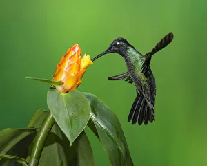 A male Magnificent Hummingbird, Eugenes fulgens, feeds on a tropical Costus flower in A male Magnificent Hummingbird, Eugenes fulgens, feeds on a tropical Costus flower in