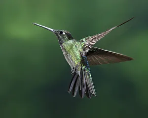 A male Magnificent Hummingbird photographed in flight with high-speed flash to stop the A male Magnificent Hummingbird photographed in flight with high-speed flash to stop the